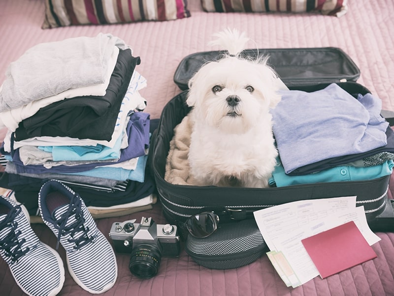 A imagem apresenta um cachorro da raça Maltês acomodado dentro de uma mala de viagem aberta, rodeado por roupas, um par de tênis, uma câmera e um livro, sugerindo preparativos para uma viagem. O cenário retrata a ideia de viajar com seu pet, mostrando o animal como parte integrante dos planos de viagem do dono.